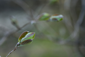 closeup of first spring leaves on tree