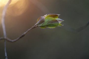 closeup of first spring leaves on tree