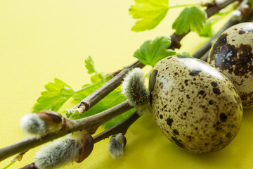Composition with quail eggs and willow branches. Easter background. Close-up. Selective focus