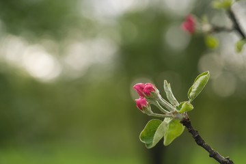 bright pink flowers on apple tree in warm summer day