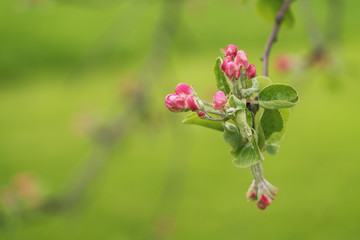 Obraz na płótnie Canvas bright pink flowers on apple tree in warm summer day
