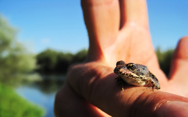 Frog on finger