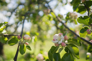 pink flowers on apple tree in warm summer day
