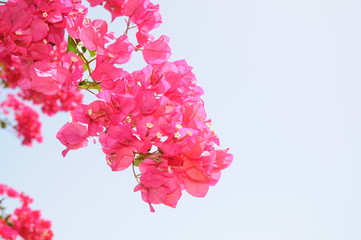 Pink Bougainvillea flower plant 