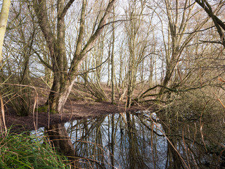 Obraz premium nature scene outside winter bare trees reflection in pool of water