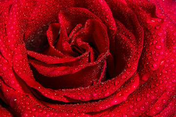 Freshness red rose with water drops, Vivid color natural floral background
