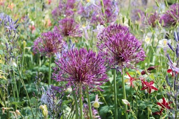 BEAUTIFUL PURPLE BALL-SHAPED FLOWERS