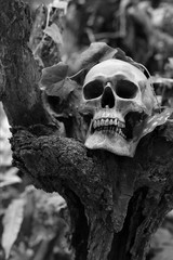 Skull on the old timber and vine of wooden leaf in the wild adjustment black and white for background