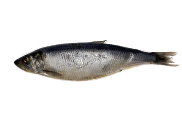 fish isolated on white background