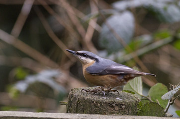 Red-breasted nuthatch (Sitta canadensis)