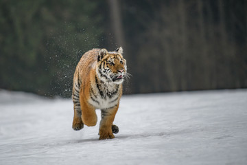 Siberian Tiger in the snow (Panthera tigris)	