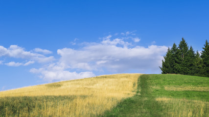 Fototapeta premium warm summer hill