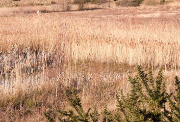 open summer day golden grass land nature reserve lake pond reeds