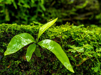 Freshness small fern leaves with moss and algae in the tropical garden
