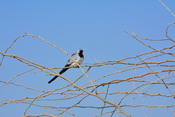 Namaqua Dove