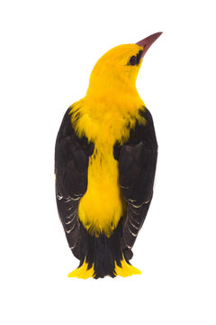 Pirol Bilder – Durchsuchen 991 Archivfotos, Vektorgrafiken und Videos ...