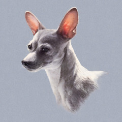 Illustration of Toy Fox Terrier isolated on gray background. Dog is man's best friend. Animal collection: Dogs. Hand Painted Illustration of Pets. Art for card, cover, banner, T-shirt