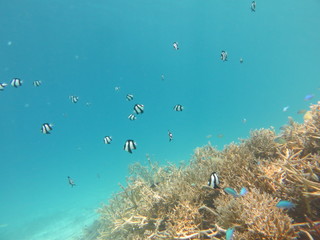 Fototapeta na wymiar 珊瑚とストライプの魚