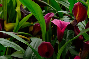 calla lily in the garden