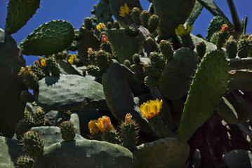 Yellow flowers on large green cacti against a blue sky. Wildlife. Close up. Hot sunny day. Contrast light.