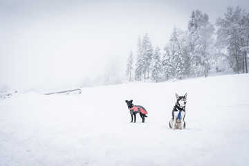 Husky im Winterurlaub