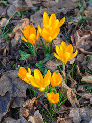First springtime flowers: yellow crocuses growing in the forest