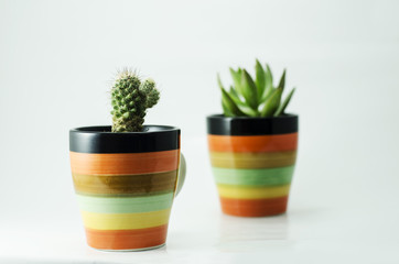 cactus isolate and cup for decorate