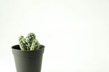 cactus isolate and cup for decorate