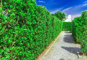 Fototapeta na wymiar walkway in the garden. and green trees.