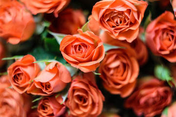 rose