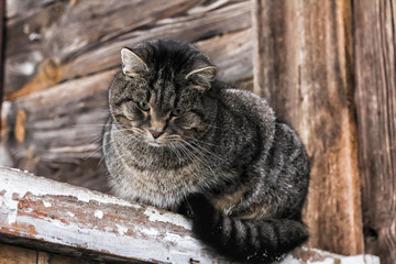 cat in the winter in the village