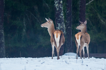 deer, animal, wildlife, mammal