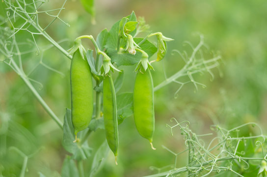 Pods of green peas grow on the garden