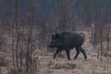 pig, animal, boar, wild