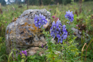 flower, purple, flowers, nature