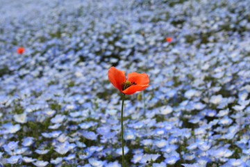 ひたち海浜公園のネモフィラ
