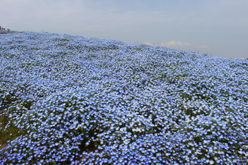 ひたち海浜公園のネモフィラ