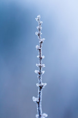 Frozen trunk of bush, blue colored, winter background, macro photo