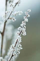 Frozen trunk of bush, green colored, winter background, macro photo