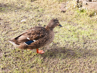 brown female duck mallard on green grass below portrait close up