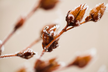 Frozen dry flower in brown color, macro photo