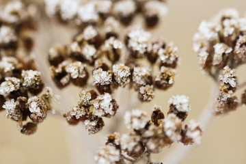 Frozen dry flower in yellow color, macro photo
