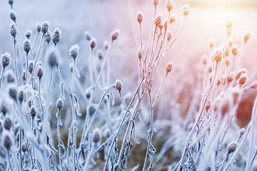 Frozen flowers with big light, close up photo