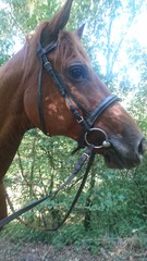 cheval alezan bride filet nature balade arbre 