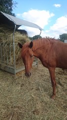 cheval &eacute;quitation alezan foin 