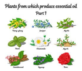 Plants from which produce essential oils