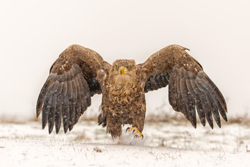 White-tailed eagle approaching through the snow