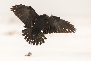Raven showing wings against snowy background