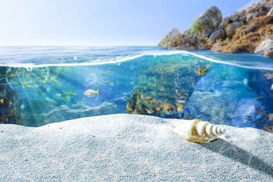 summer sea and shell 
