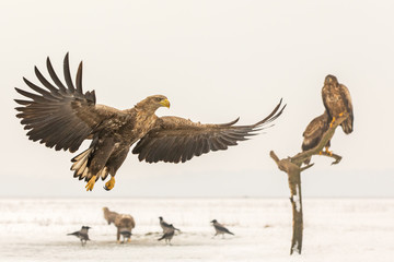 White tailed eagle flying